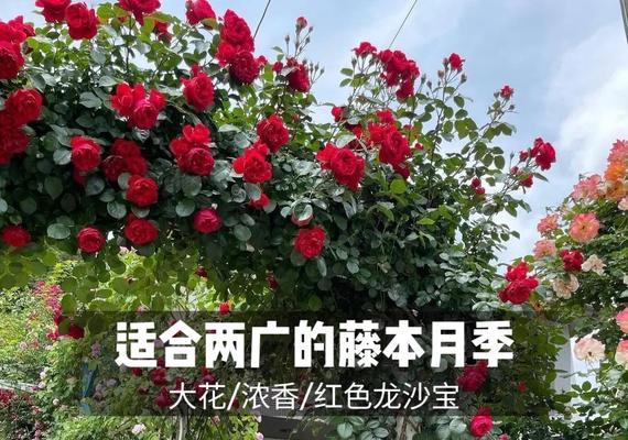 龙沙宝石修剪技巧（打造美丽绿色家园）-第2张图片-绿意生活