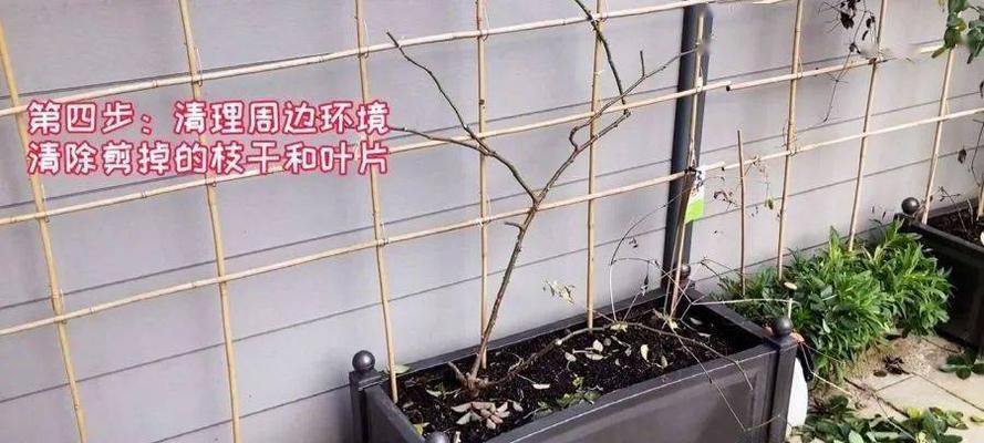 龙沙宝石修剪技巧（打造美丽绿色家园）-第3张图片-绿意生活