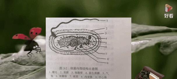 蓝细菌，原核细菌中的“绿色植物”（探索蓝细菌的生物学特性和应用前景）-第2张图片-绿意生活