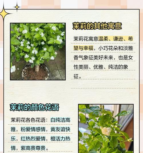 水晶茉莉的开花时间及技巧（掌握这些技巧，让水晶茉莉常年开花）-第2张图片-绿意生活