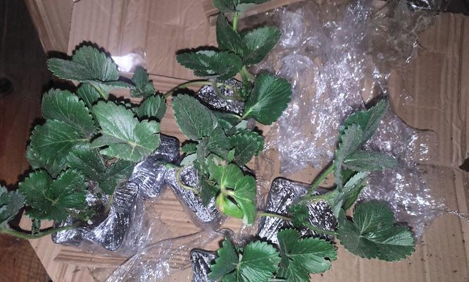 四季草莓到底有毒吗？（室内养殖须知）-第3张图片-绿意生活