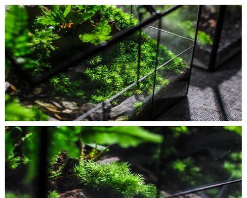 养护苔藓的秘诀（打造绿意盎然的家居景观）-第1张图片-绿意生活
