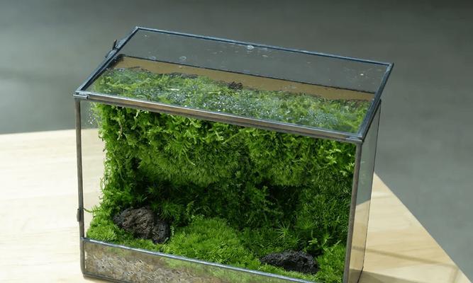 养护苔藓的秘诀（打造绿意盎然的家居景观）-第3张图片-绿意生活