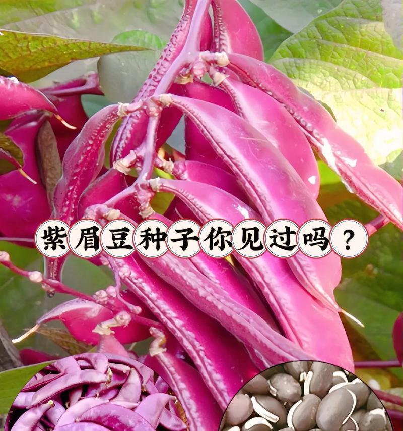 盆栽荷兰豆的种植指南（轻松在家种植健康的荷兰豆，享受绿色盆栽生活）-第2张图片-绿意生活