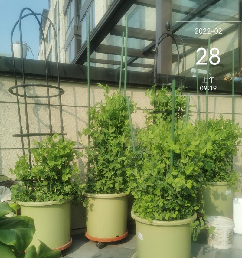 盆栽荷兰豆的种植指南（轻松在家种植健康的荷兰豆，享受绿色盆栽生活）-第1张图片-绿意生活