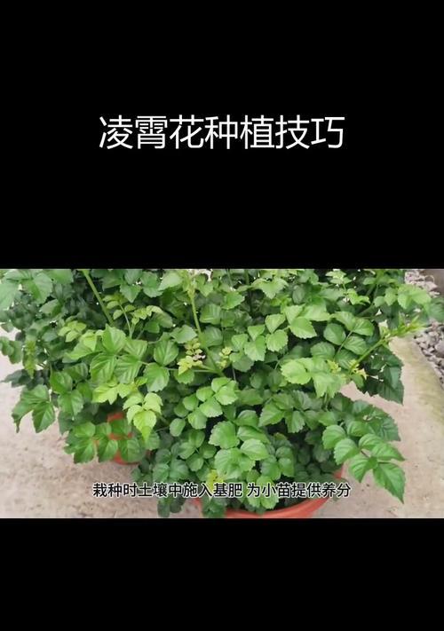 如何正确地进行凌霄花扦插繁殖（注意事项和步骤详解）-第3张图片-绿意生活