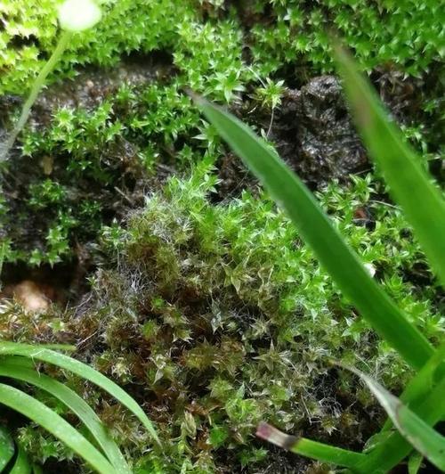 苔藓发黑的原因及处理方法（了解苔藓为什么会变黑以及如何解决）-第3张图片-绿意生活