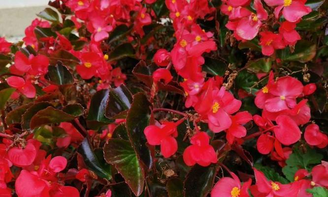 四季海棠花招虫子的应对方法（打造健康的花园，远离害虫困扰）-第3张图片-绿意生活