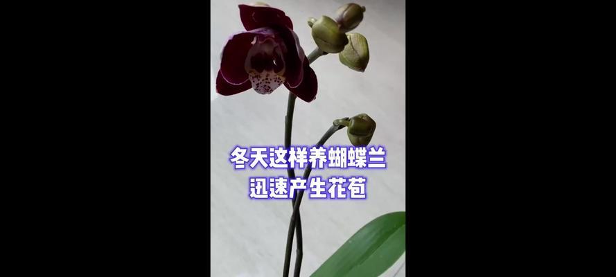 蝴蝶兰冬季快速生长的关键（掌握关键因素，让蝴蝶兰在冬天茁壮成长）-第2张图片-绿意生活