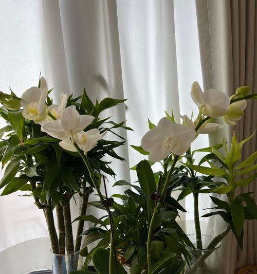 蝴蝶兰冬季快速生长的关键（掌握关键因素，让蝴蝶兰在冬天茁壮成长）-第1张图片-绿意生活