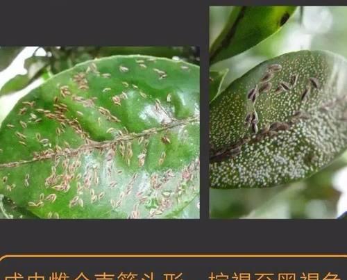 以根粉介壳虫的治疗方法和控制措施（控制根粉介壳虫侵害的关键措施和防治方法）-第3张图片-绿意生活