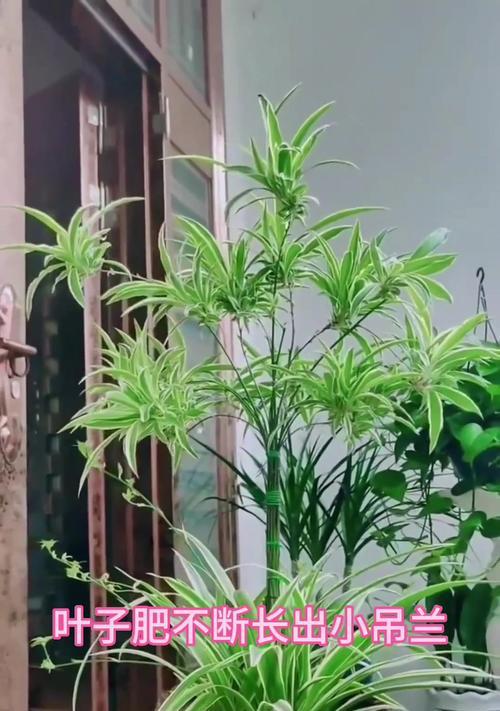 如何让金边吊兰茁壮成长？（掌握浇水技巧，让金边吊兰生机盎然）-第1张图片-绿意生活