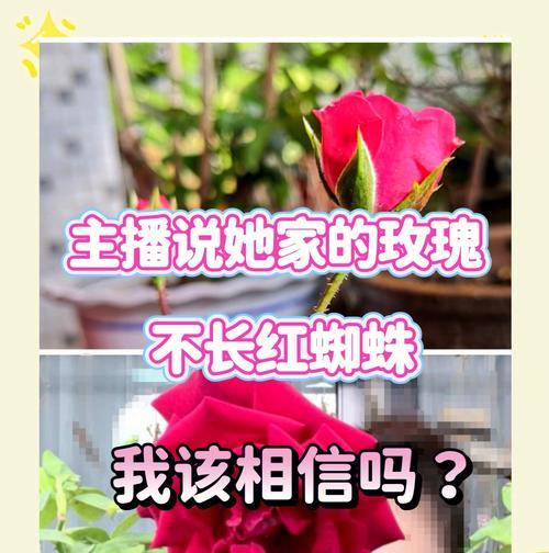 玫瑰花上出现红蜘蛛了怎么办？（红蜘蛛危害及防治措施）-第1张图片-绿意生活