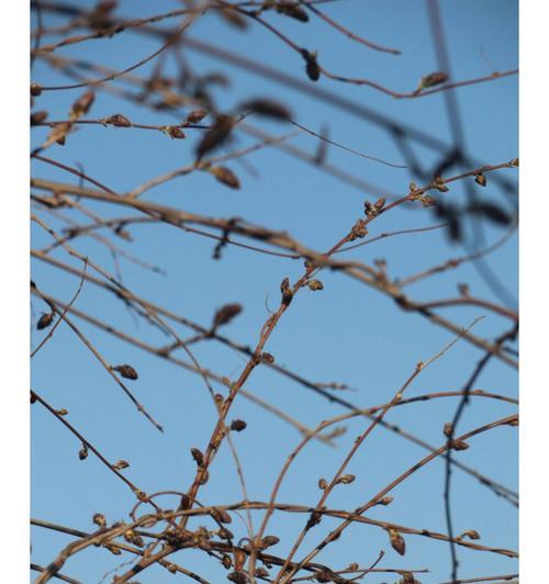 紫藤移栽3年未开花的原因及解决方法-第3张图片-绿意生活
