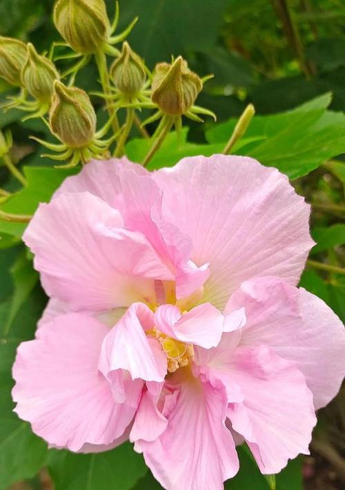 以芙绒花养护指南（打造美丽花园，轻松养护以芙绒花）-第2张图片-绿意生活