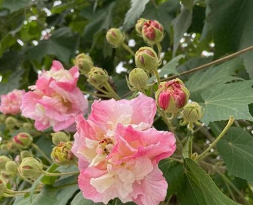 以芙绒花养护指南（打造美丽花园，轻松养护以芙绒花）-第3张图片-绿意生活