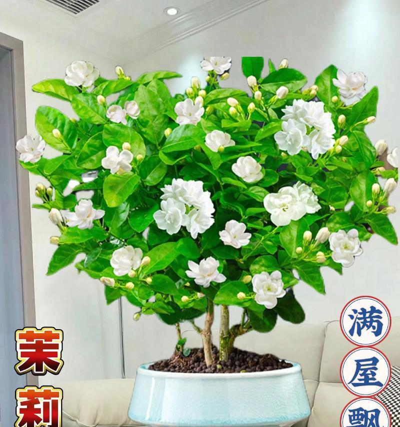 《如何正确养护以莫丽花》（打造盛开绚丽的花园，让以莫丽花成为焦点）-第2张图片-绿意生活