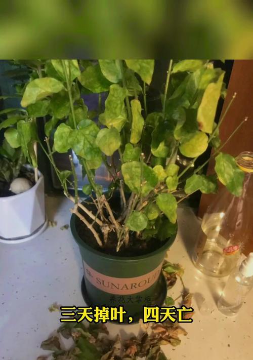 《如何正确养护以莫丽花》（打造盛开绚丽的花园，让以莫丽花成为焦点）-第1张图片-绿意生活