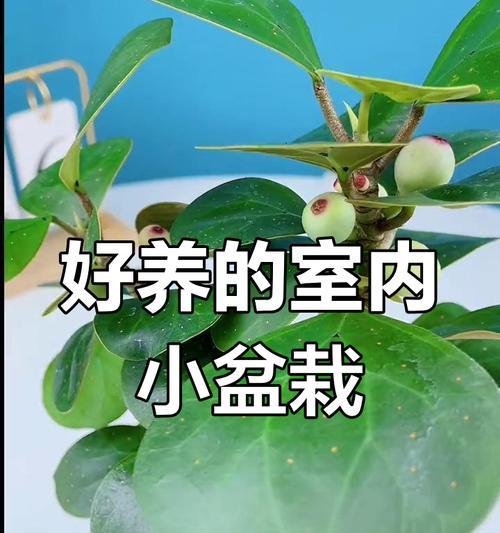 玫瑰盆栽的养护技巧（玫瑰盆栽的水分、阳光和营养需求）-第3张图片-绿意生活