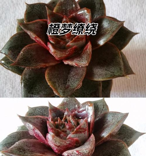 如何养殖多肉大和锦？（掌握养殖技巧，打造多肉植物的美丽庭园）-第1张图片-绿意生活