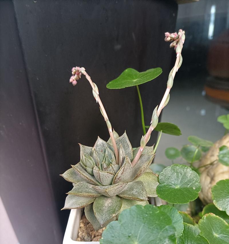 如何养殖多肉大和锦？（掌握养殖技巧，打造多肉植物的美丽庭园）-第3张图片-绿意生活
