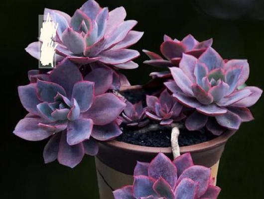 如何养殖多肉大和锦？（掌握养殖技巧，打造多肉植物的美丽庭园）-第2张图片-绿意生活