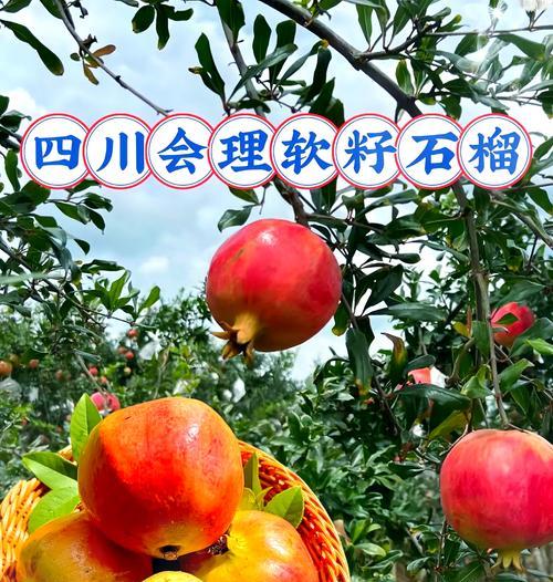 石榴种植时间详解（掌握种植时机，收获更丰盛）-第2张图片-绿意生活