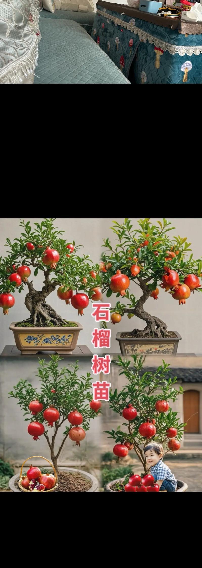 石榴种植时间详解（掌握种植时机，收获更丰盛）-第3张图片-绿意生活