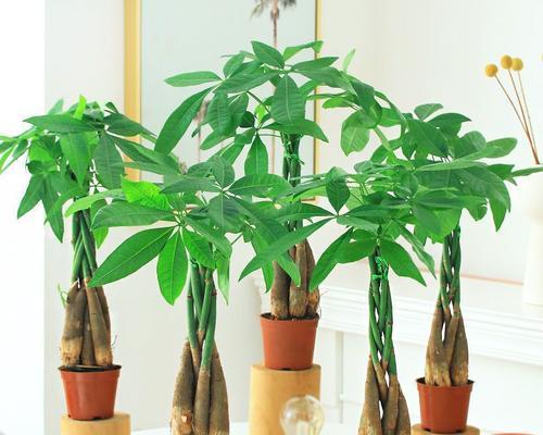 挑选辫子发财树的要点与技巧（打造宜居环境，享受繁荣财运）-第3张图片-绿意生活
