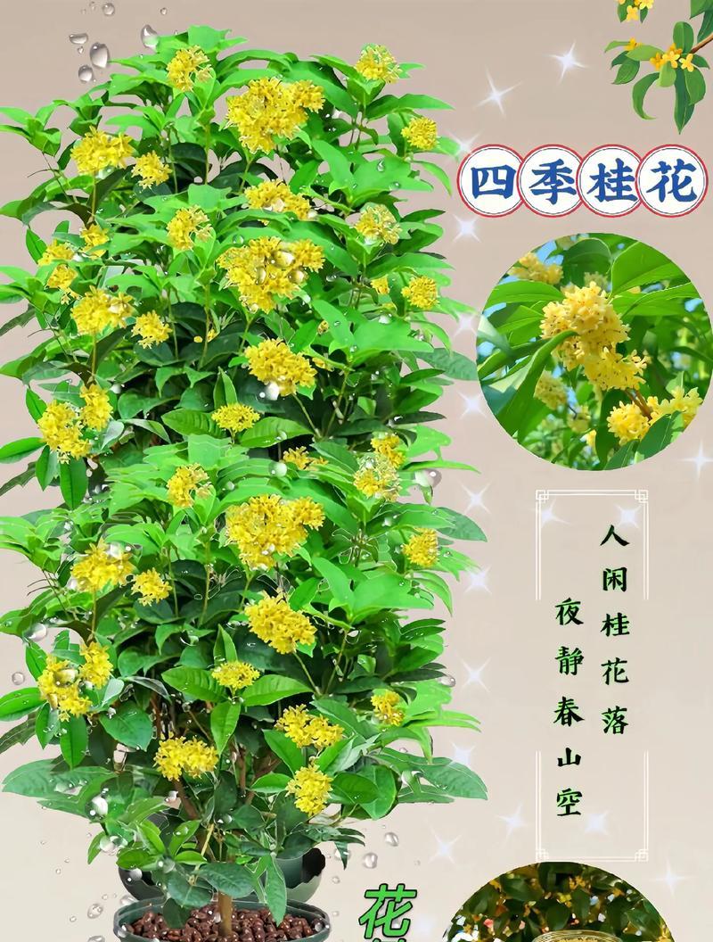 探秘桂花树的生长适宜地（从气候、土壤到环境，全面了解桂花树的生长环境）-第1张图片-绿意生活