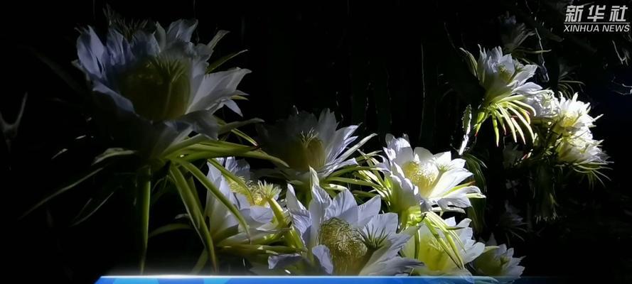 火龙果的授粉时间与方式（提高产量，需知授粉关键）-第2张图片-绿意生活