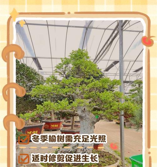 雾凇盆景的养护与修剪技巧（打造神秘幻化的冬季盆景艺术）-第1张图片-绿意生活