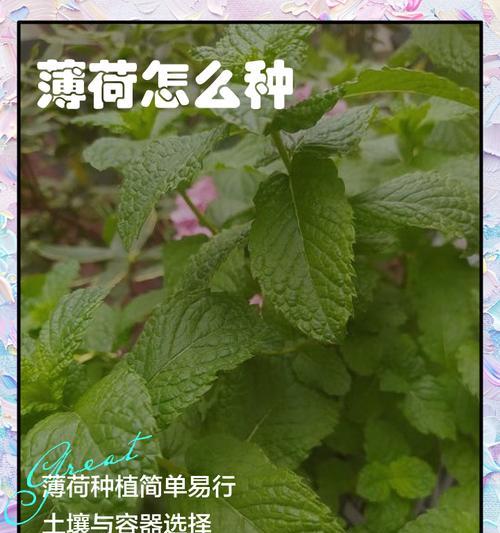 家庭种植薄荷的风水好处（从家庭风水角度解析薄荷种植的益处）-第1张图片-绿意生活