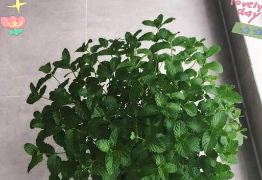 家庭种植薄荷的风水好处（从家庭风水角度解析薄荷种植的益处）-第2张图片-绿意生活