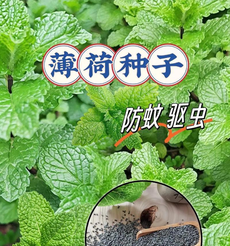 家庭种植薄荷的风水好处（从家庭风水角度解析薄荷种植的益处）-第3张图片-绿意生活