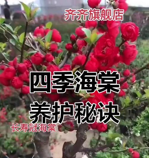夫妻海棠花谢了如何修剪（打理夫妻海棠花谢了的技巧与注意事项）-第2张图片-绿意生活