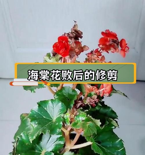夫妻海棠花谢了如何修剪（打理夫妻海棠花谢了的技巧与注意事项）-第1张图片-绿意生活