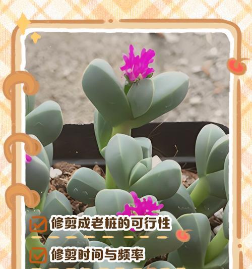 夫妻海棠花谢了如何修剪（打理夫妻海棠花谢了的技巧与注意事项）-第3张图片-绿意生活