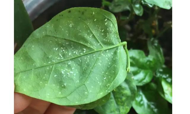 茉莉花叶子死了怎么办？（抢救茉莉花叶子的方法与注意事项）-第1张图片-绿意生活