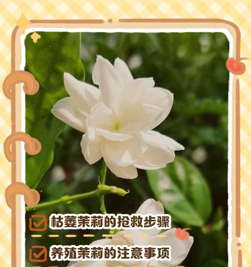 茉莉花叶子死了怎么办？（抢救茉莉花叶子的方法与注意事项）-第2张图片-绿意生活