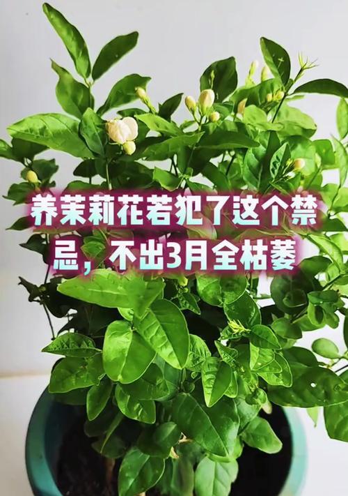 茉莉花叶子死了怎么办？（抢救茉莉花叶子的方法与注意事项）-第3张图片-绿意生活