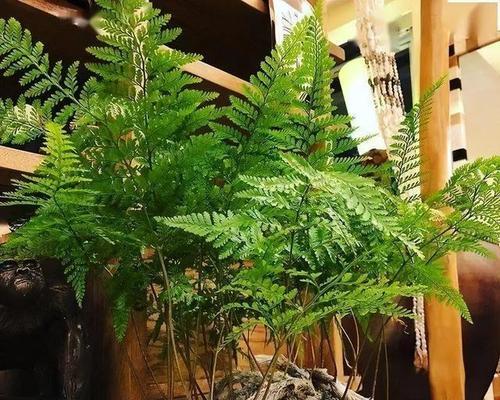 蕨类植物的养护指南（探秘蕨类植物的养殖技巧与注意事项）-第2张图片-绿意生活