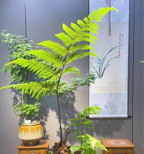 蕨类植物的养护指南（探秘蕨类植物的养殖技巧与注意事项）-第1张图片-绿意生活