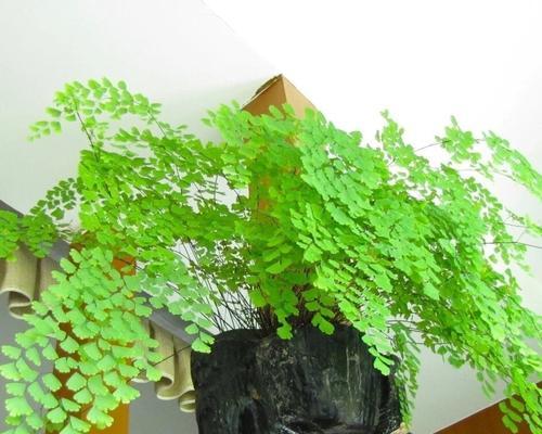 蕨类植物的养护指南（探秘蕨类植物的养殖技巧与注意事项）-第3张图片-绿意生活