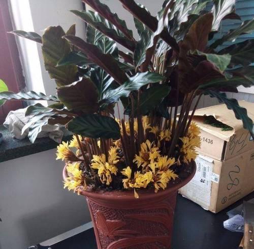 掌握紫竹芋养护的秘诀（了解紫竹芋的特点与养护技巧，打造美丽室内花园）-第3张图片-绿意生活