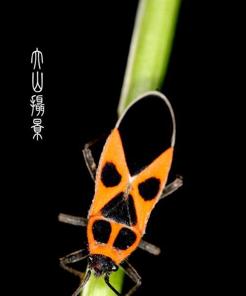 花草被黑色小虫困扰怎么办？（赶走花园的黑色小虫的有效方法）-第1张图片-绿意生活