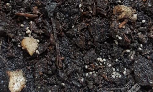 花草被黑色小虫困扰怎么办？（赶走花园的黑色小虫的有效方法）-第3张图片-绿意生活
