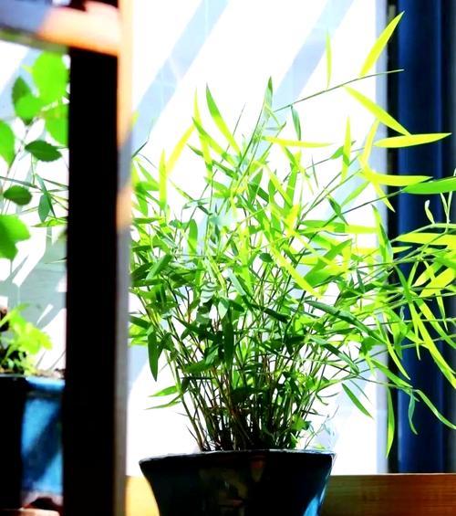 竹子盆景在家里的摆放艺术（打造室内绿色与和谐的秘密武器）-第1张图片-绿意生活