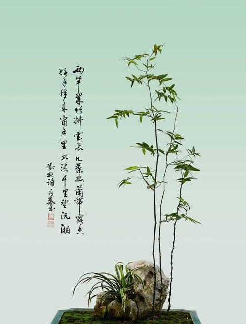 竹子盆景在家里的摆放艺术（打造室内绿色与和谐的秘密武器）-第2张图片-绿意生活