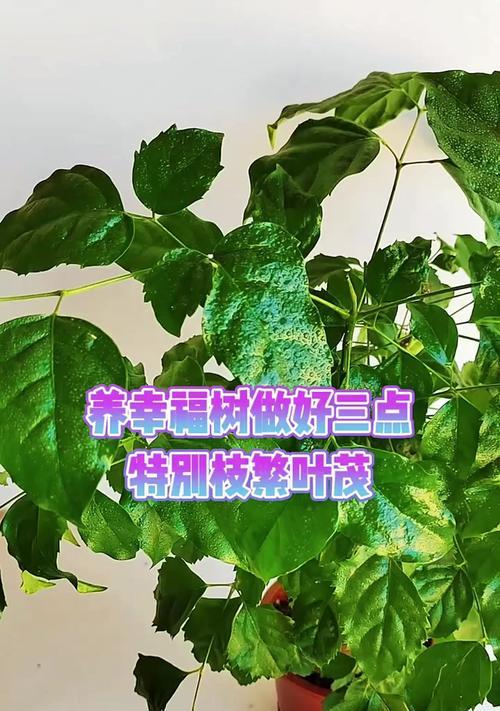 以幸福树向上卷叶子（唤醒内心的力量，寻找幸福的根源）-第2张图片-绿意生活